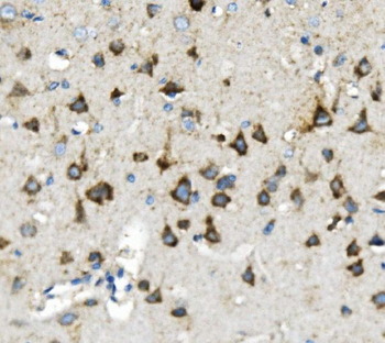 Thioredoxin 2/TXN2 Antibody (monoclonal, 4H3)