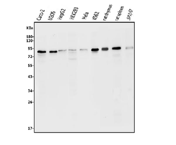 ATG7 Antibody