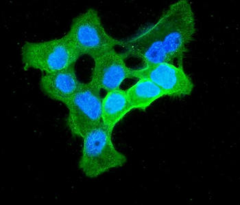ENO1 Antibody