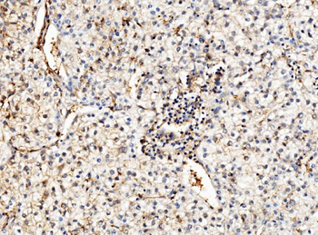 ENO1 Antibody