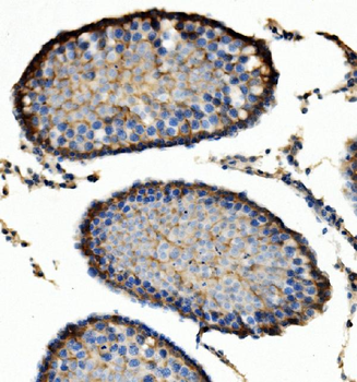 ENO1 Antibody