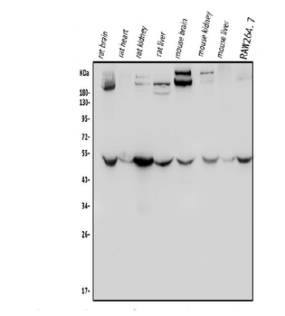 ENO1 Antibody