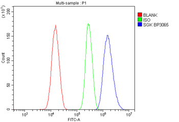 SGK1 Rabbit Polyclonal Antibody