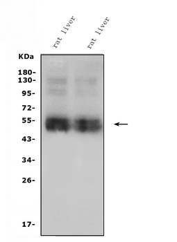 SLC10A1/NTCP1 Rabbit Polyclonal Antibody