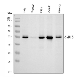 SMAD5 Rabbit Polyclonal Antibody
