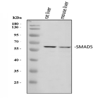 SMAD5 Rabbit Polyclonal Antibody