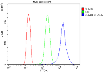 Cyclin B1/CCNB1 Antibody