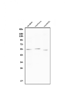Cyclin B1/CCNB1 Antibody