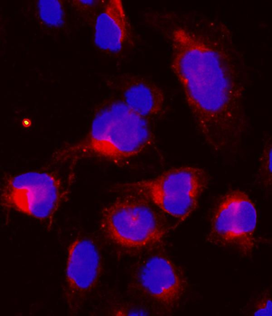 Cyclin B1/CCNB1 Antibody