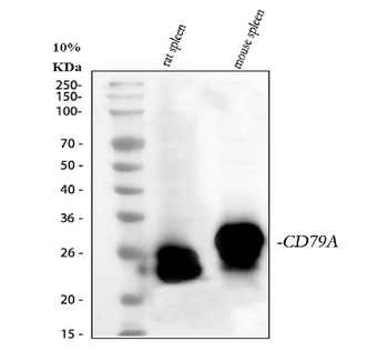 Cd79a Antibody