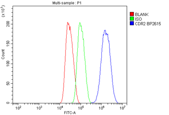 CDR2 Rabbit Polyclonal Antibody