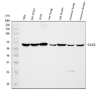 CLK2 Rabbit Polyclonal Antibody