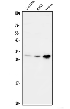 DDIT3 Rabbit Polyclonal Antibody