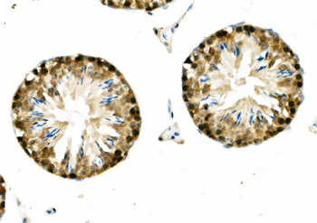 DNAJA2 Antibody