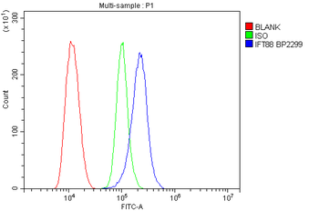 IFT88 Rabbit Polyclonal Antibody