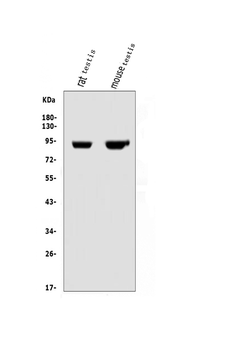 IFT88 Rabbit Polyclonal Antibody