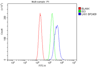 LIM1/LHX1 Rabbit Polyclonal Antibody