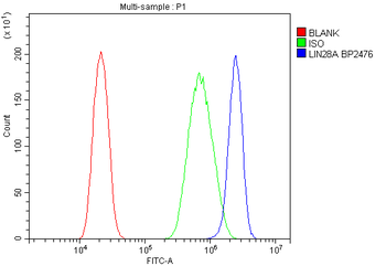 Lin28/LIN28A Rabbit Polyclonal Antibody