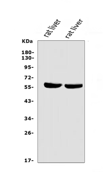 LIPC Rabbit Polyclonal Antibody
