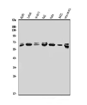 MBD4/MED1 Antibody