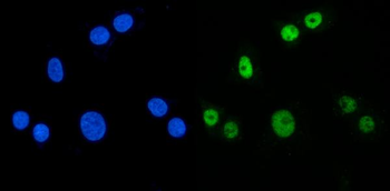 MBNL1 Antibody