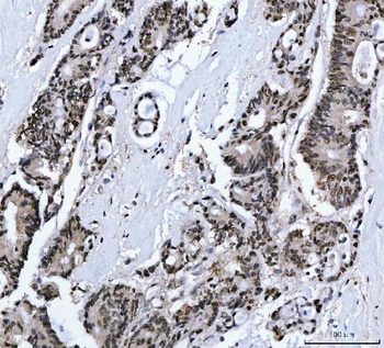 MBNL1 Antibody