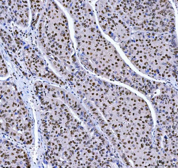 MBNL1 Antibody