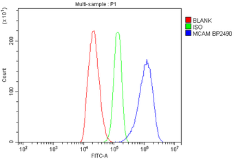 CD146/Mcam Rabbit Polyclonal Antibody