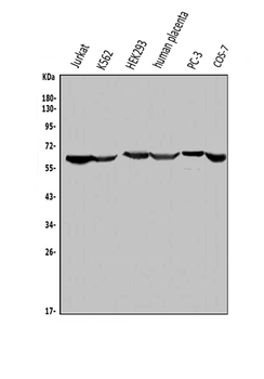 ME2 Antibody