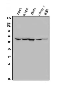 ME2 Antibody