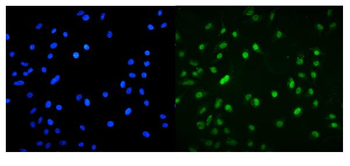 MNT Rabbit Polyclonal Antibody