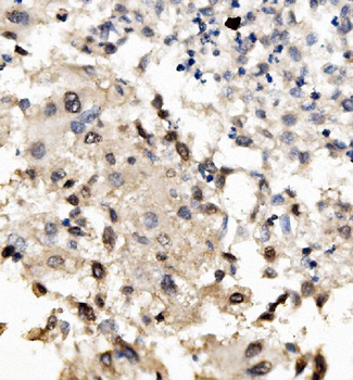 MNT Rabbit Polyclonal Antibody