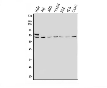 MNT Rabbit Polyclonal Antibody
