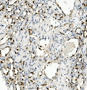 NOVA2 Antibody