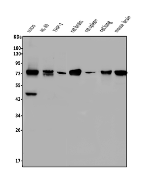 NOVA2 Antibody