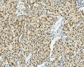 PCK2 Antibody