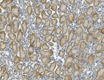 PCK2 Antibody