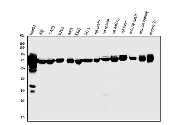 PCK2 Antibody