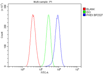 PHEX Antibody