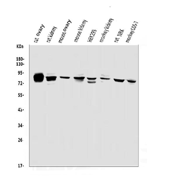 PHEX Antibody