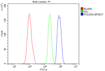 RNA polymerase II/POLR2A Rabbit Polyclonal Antibody