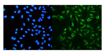 PRDM5 Antibody