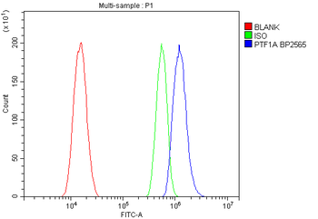 PTF1A Rabbit Polyclonal Antibody
