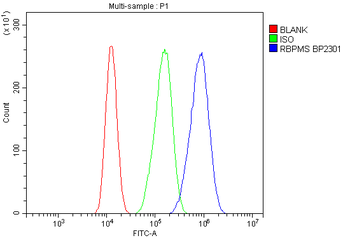RBPMS Rabbit Polyclonal Antibody