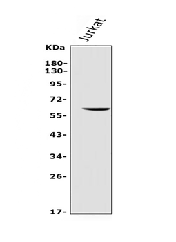 REC8 Rabbit Polyclonal Antibody