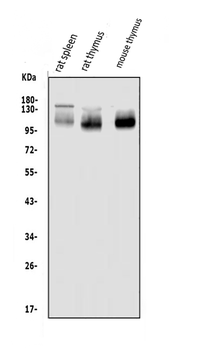 PSGL-1/Selplg/PSGL Rabbit Polyclonal Antibody