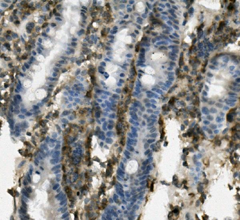 PSGL-1/Selplg/PSGL Rabbit Polyclonal Antibody