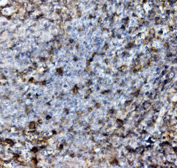 PSGL-1/Selplg/PSGL Rabbit Polyclonal Antibody
