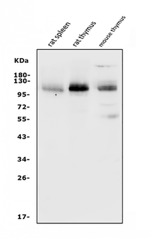 PSGL-1/Selplg/PSGL Rabbit Polyclonal Antibody