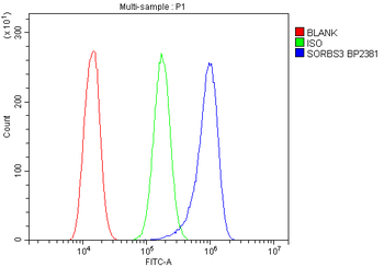 Vinexin/SORBS3 Antibody
